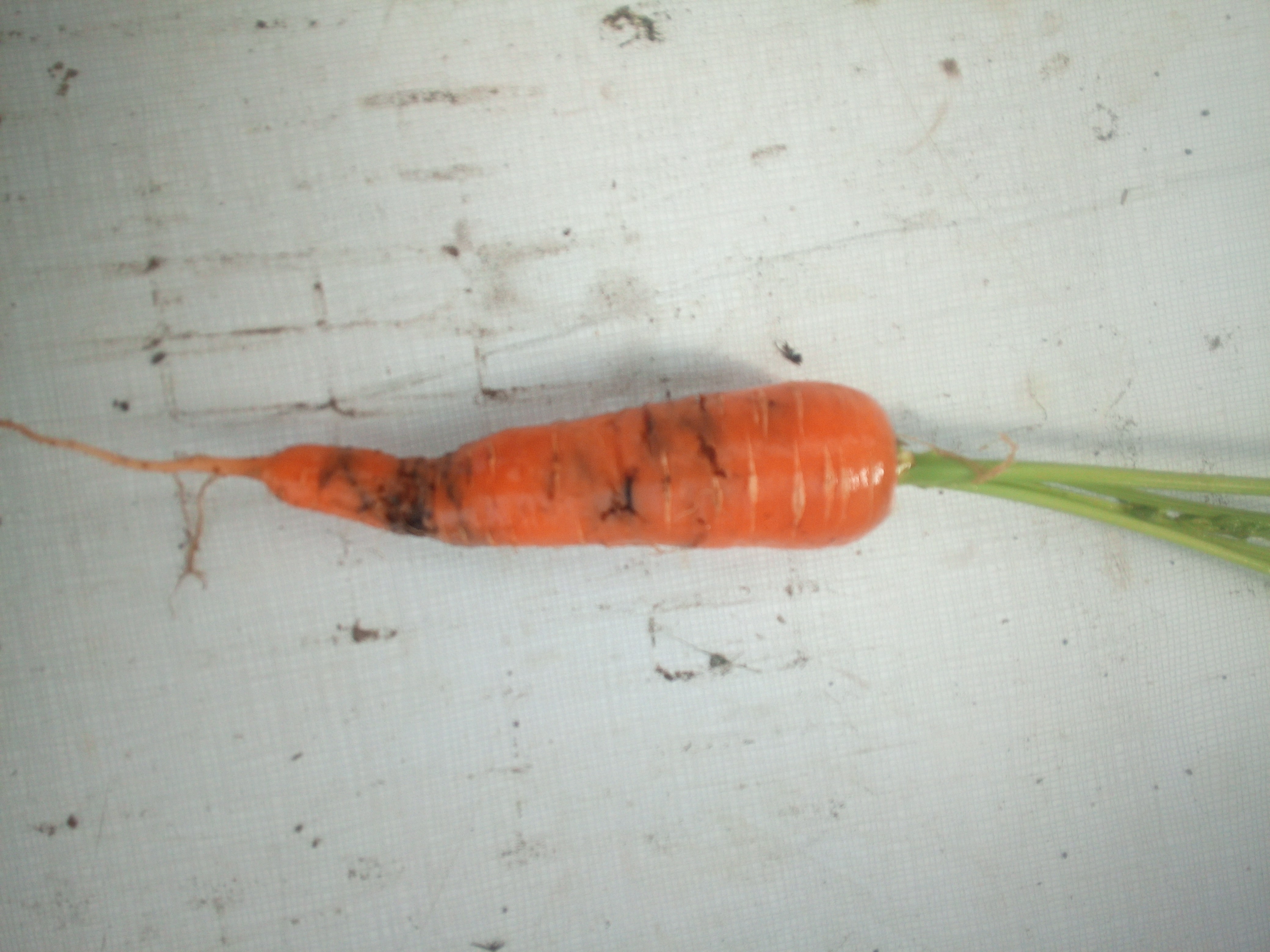 Dégât sur carotte.jpg