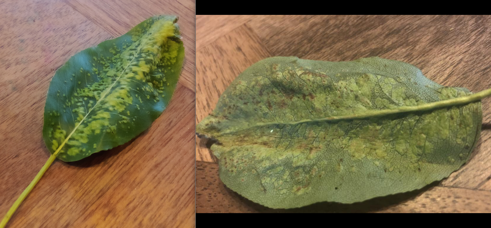 Photo pb poirier 2.png