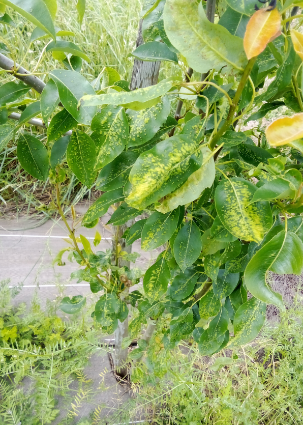 Photo pb poirier.png